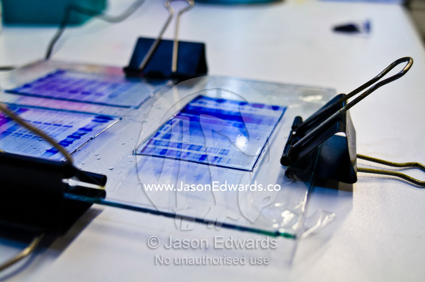 Gels from polyacrylamide gel electrophoresis and blue stained proteins. Bio21 Molecular Science and Biotechnology Institute, University of Melbourne, Parkville, Melbourne, Victoria, Australia.