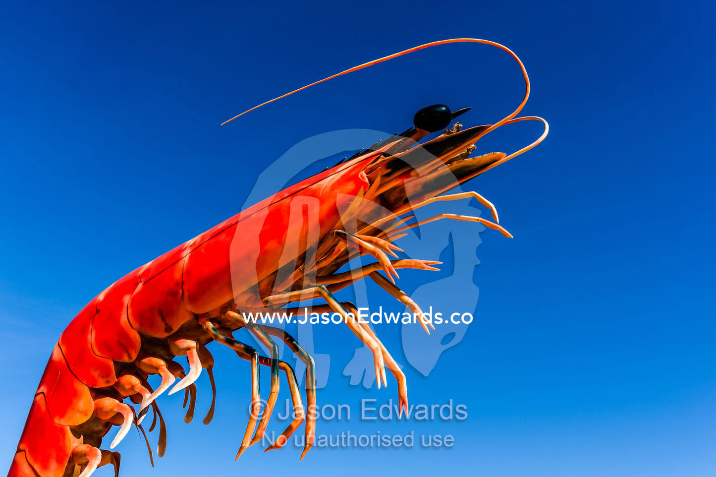 A giant Red Prawn statue in a fishing village against a blue sky. Exmouth, Ningaloo Reef, Western Australia, Australia.