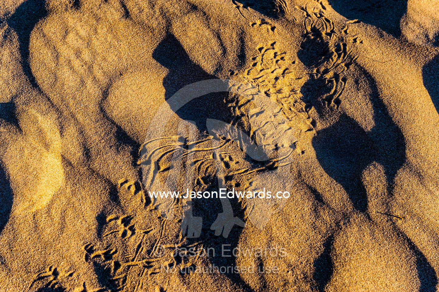 The tracks of a monitor lizard on a coastal desert sand dune. Cape Range National Park, Exmouth, Ningaloo Reef, Western Australia, Australia.