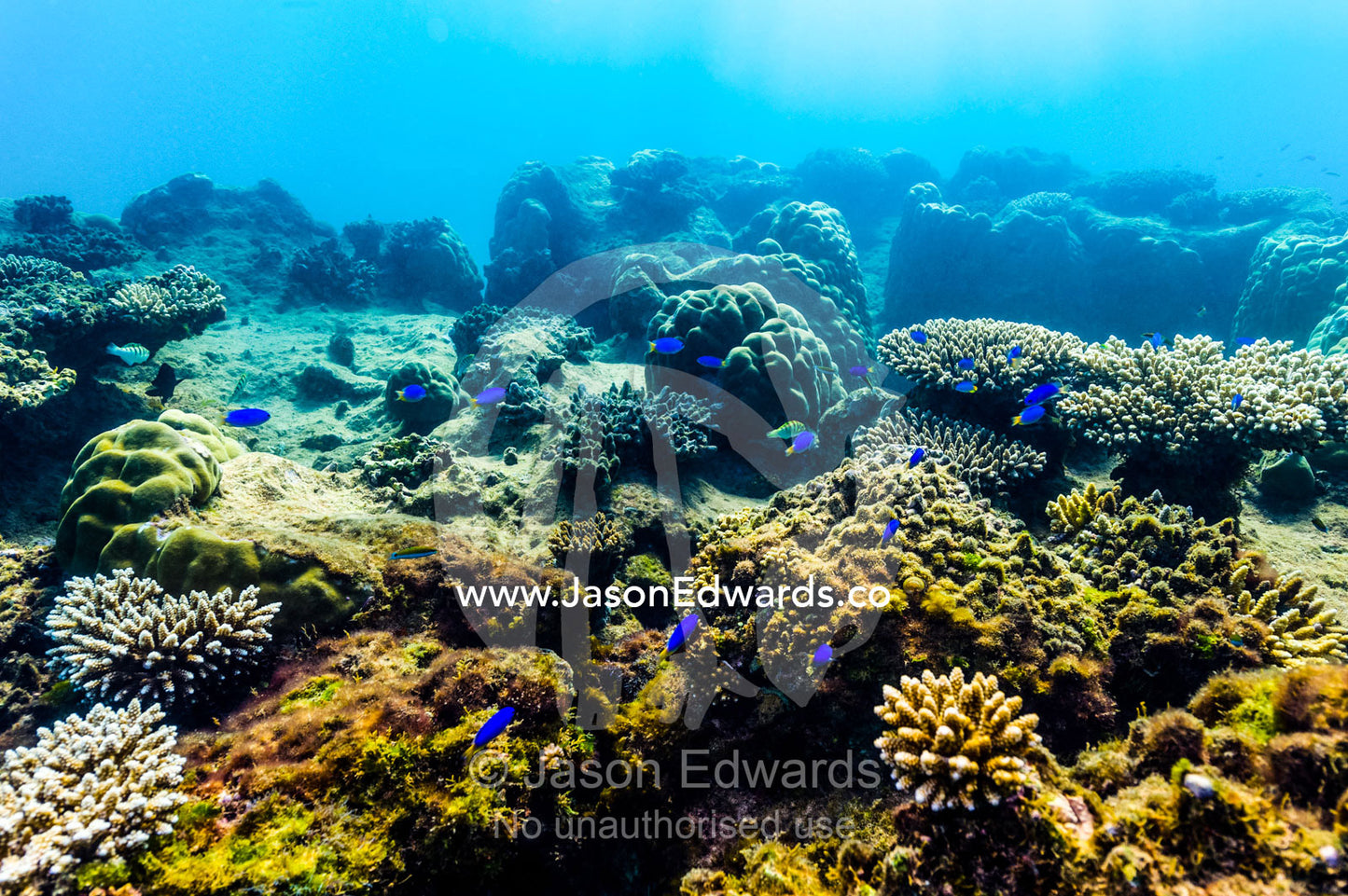 A shoal of blue reef fish swimming over a coral garden on a reef. Exmouth, Ningaloo Reef, Ningaloo Marine Park, Western Australia, Australia.