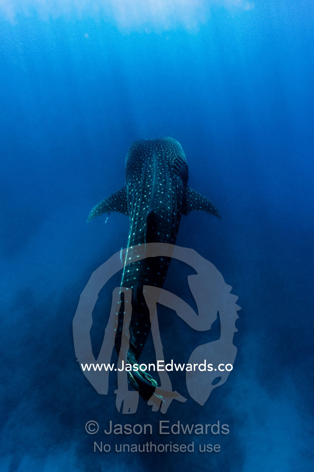 A filter feeding Whale Shark gliding above the ocean floor. Exmouth, Ningaloo Reef, Ningaloo Marine Park, Western Australia, Australia.