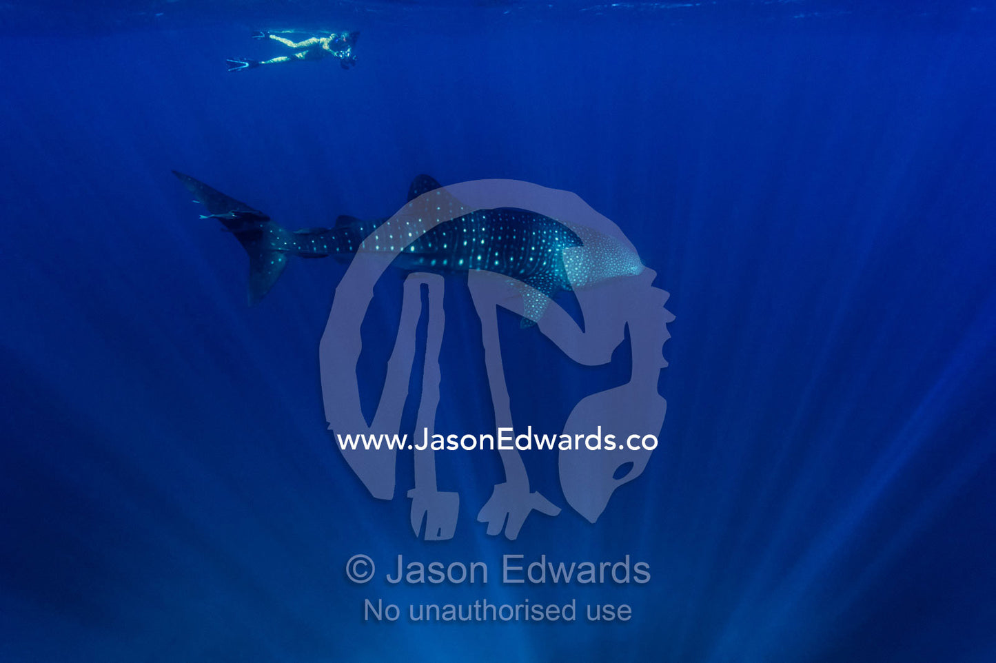A swimmer with a camera follows a Whale Shark in clear tropical seas. Exmouth, Ningaloo Reef, Ningaloo Marine Park, Western Australia, Australia.