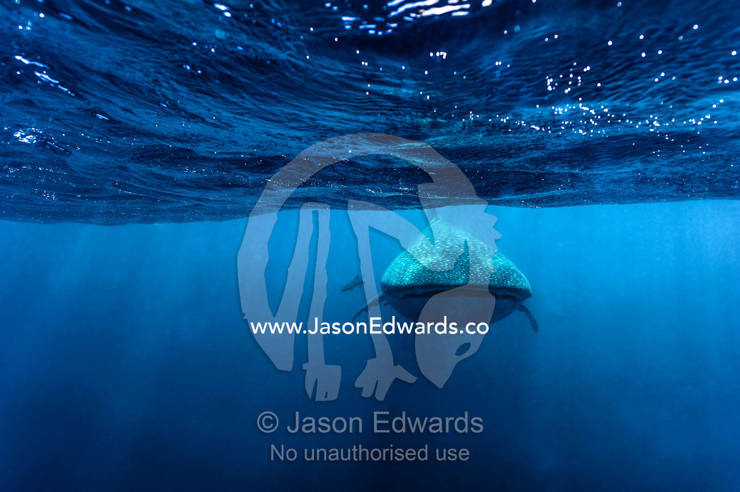 A Whale Shark cruising beneath the surface of the ocean. Exmouth, Ningaloo Reef, Ningaloo Marine Park, Western Australia, Australia.