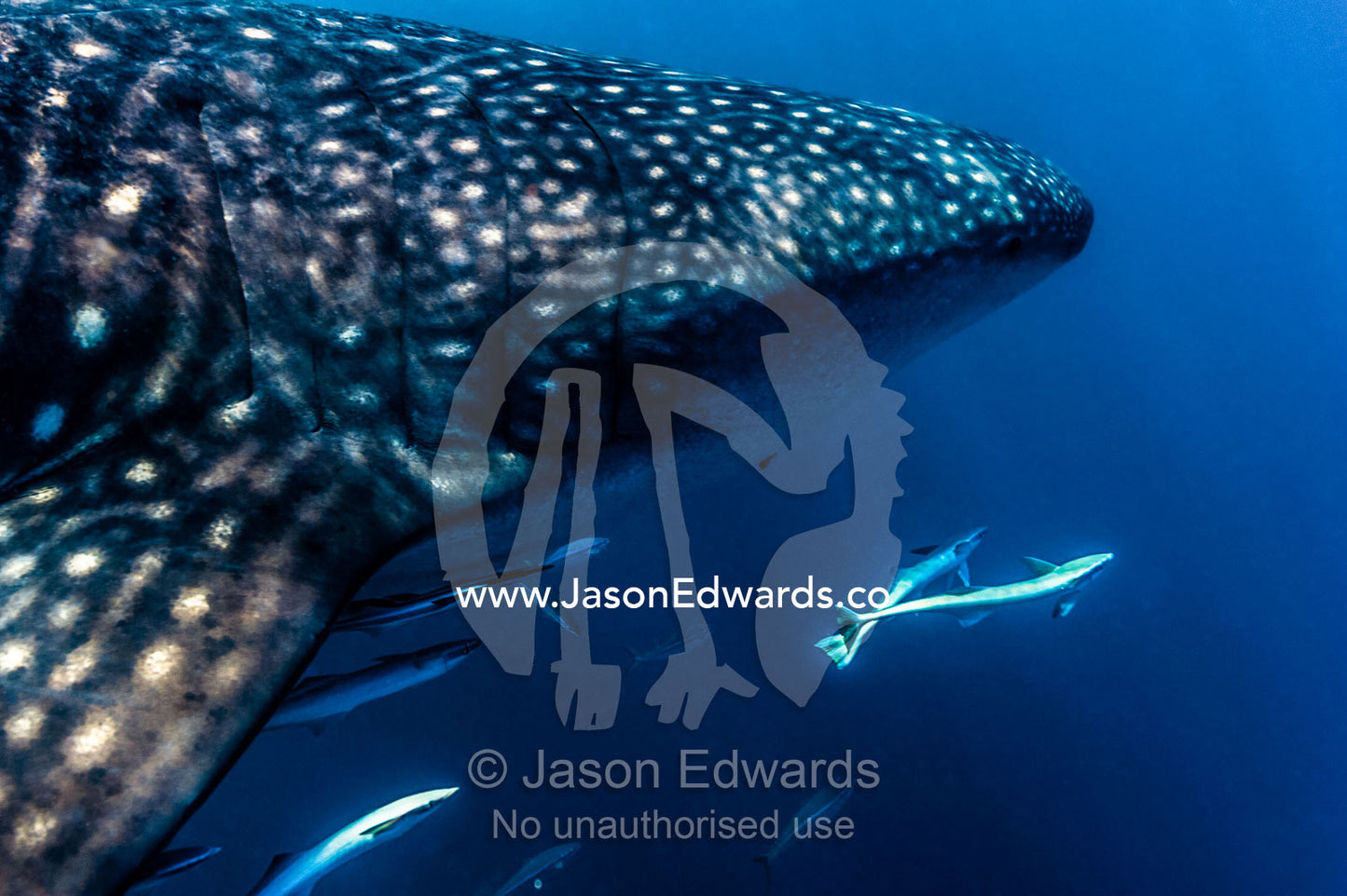 A shoal of Live Sharksuckers and Remora swim alongside a Whale Shark. Exmouth, Ningaloo Reef, Ningaloo Marine Park, Western Australia, Australia.