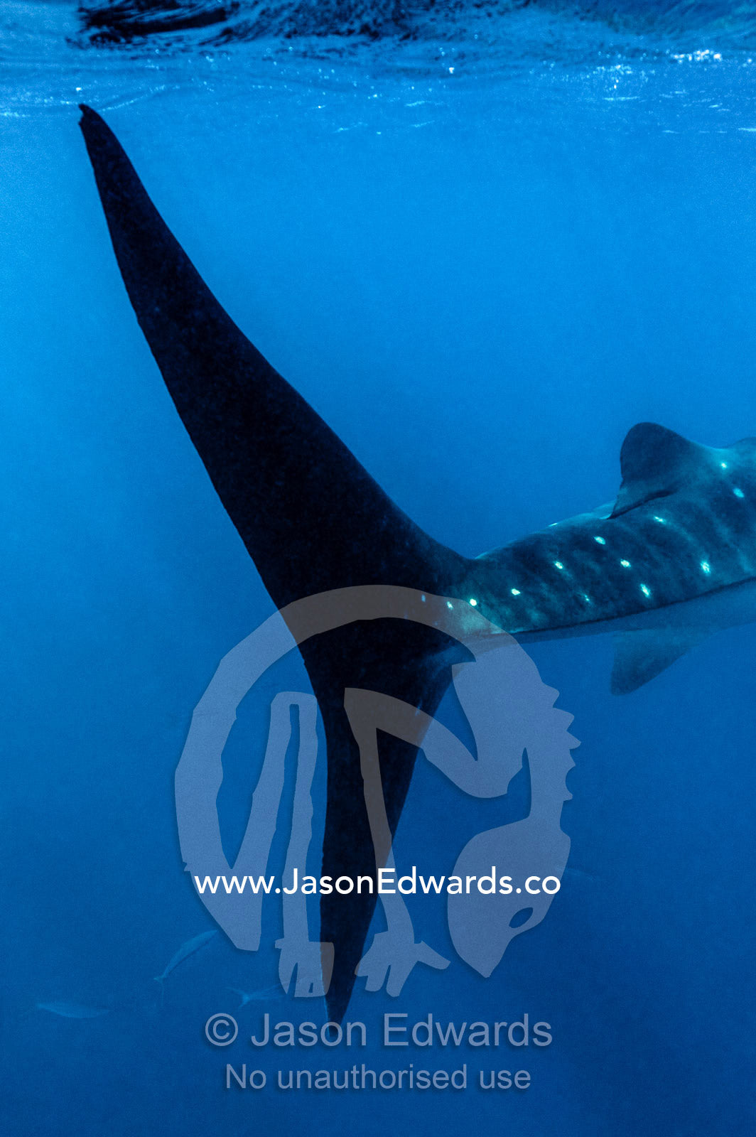 The enormous blade-like caudal fin of a Whale Shark. Exmouth, Ningaloo Reef, Ningaloo Marine Park, Western Australia, Australia.