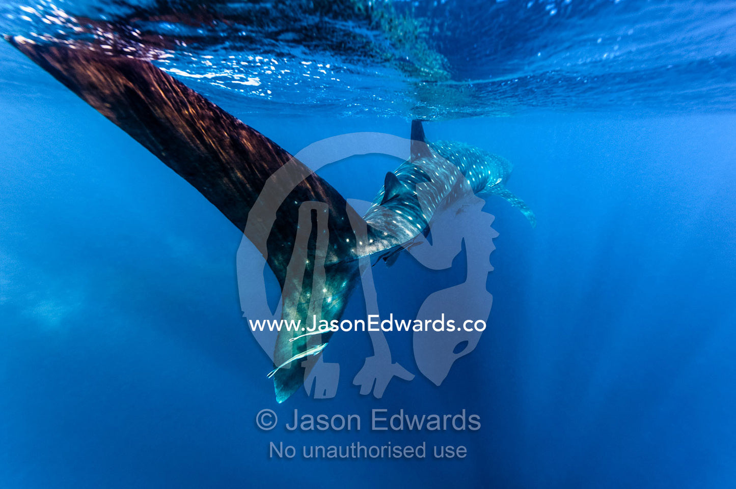 Remora attach themselves to the enormous caudal fin of a Whale Shark. Exmouth, Ningaloo Reef, Ningaloo Marine Park, Western Australia, Australia.