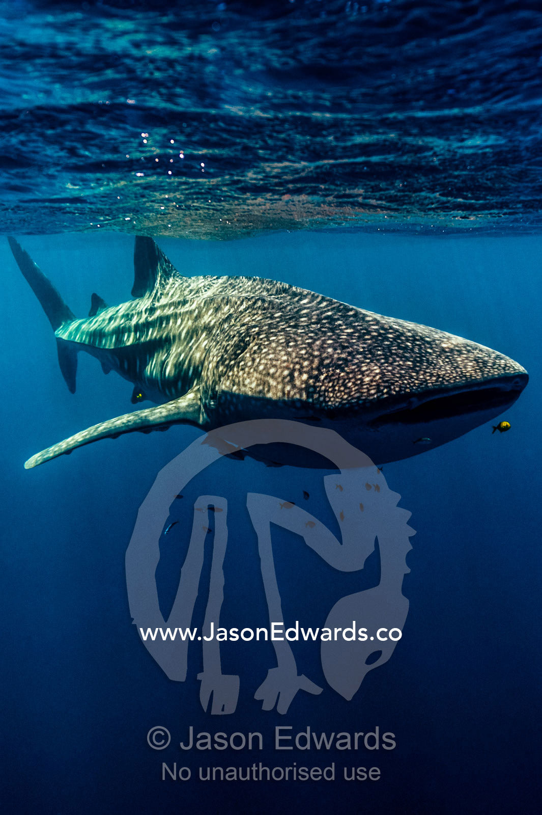 A school of fish follow a Whale Shark filter feeding near the surface. Exmouth, Ningaloo Reef, Ningaloo Marine Park, Western Australia, Australia.