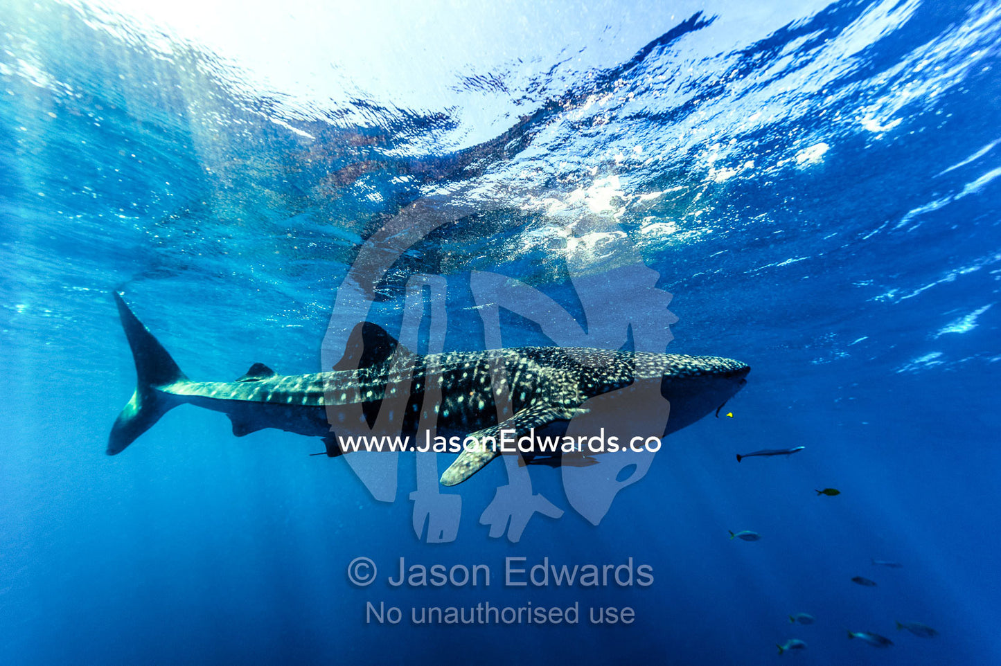 A Whale Shark filter feeding in crystal clear tropical seas. Exmouth, Ningaloo Reef, Ningaloo Marine Park, Western Australia, Australia.