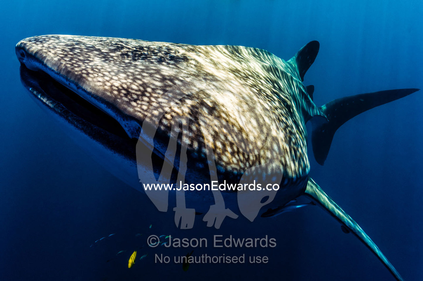 A Whale Shark filter feeding in warm, clear tropical seas. Exmouth, Ningaloo Reef, Ningaloo Marine Park, Western Australia, Australia.