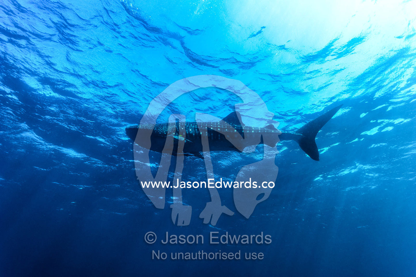 A Whale Shark cruises through sun rays in crystal clear tropical seas. Exmouth, Ningaloo Reef, Ningaloo Marine Park, Western Australia, Australia.