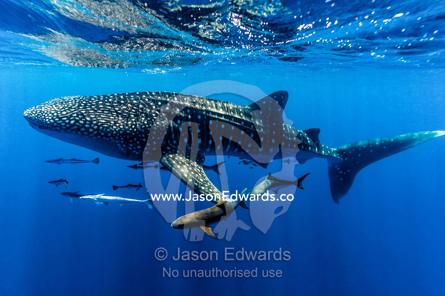 A school of suckerfish, Sharksuckers and Cobia follow a Whale Shark. Exmouth, Ningaloo Reef, Ningaloo Marine Park, Western Australia, Australia.