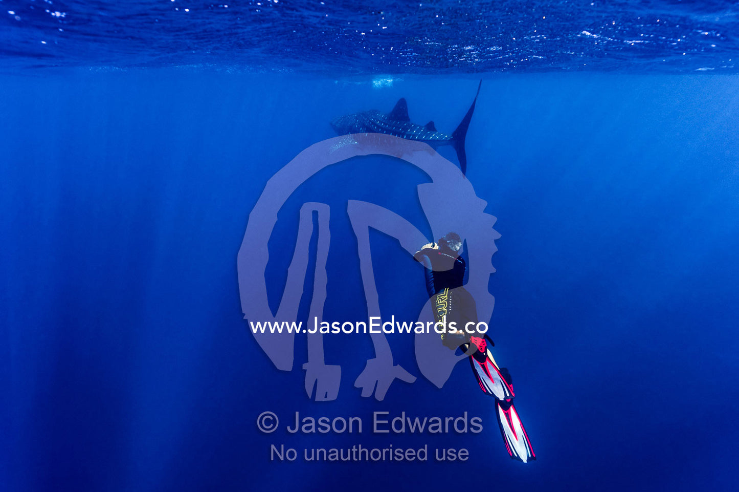 A scientist photographs Whale Shark skin markings for research. Exmouth, Ningaloo Reef, Ningaloo Marine Park, Western Australia, Australia.