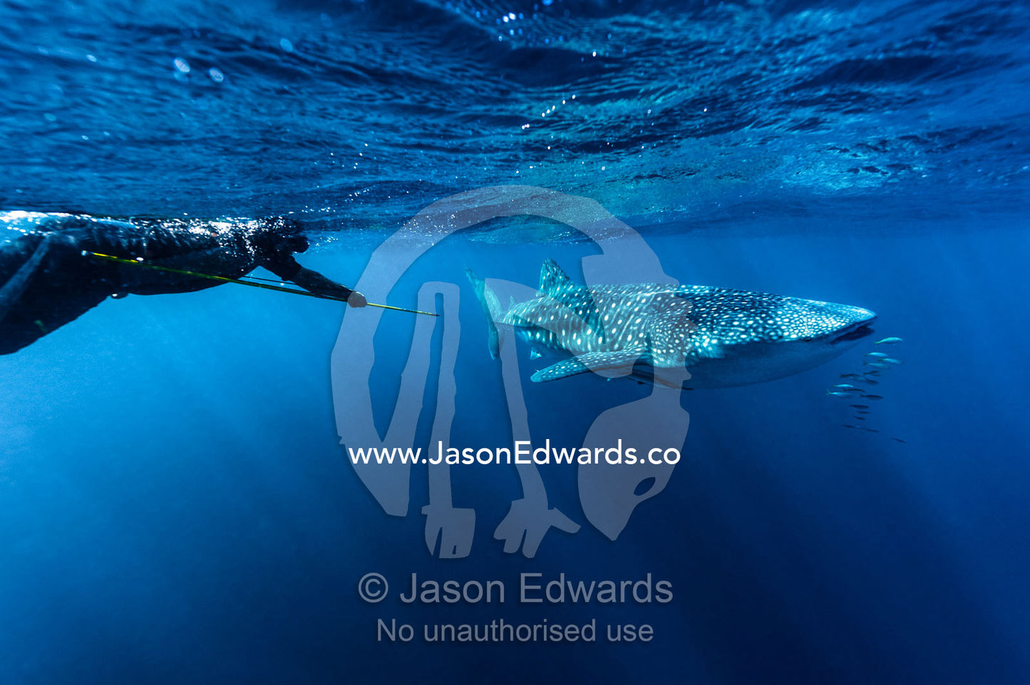 A scientist uses a harpoon to collect a Whale Shark DNA tissue sample. Exmouth, Ningaloo Reef, Ningaloo Marine Park, Western Australia, Australia.
