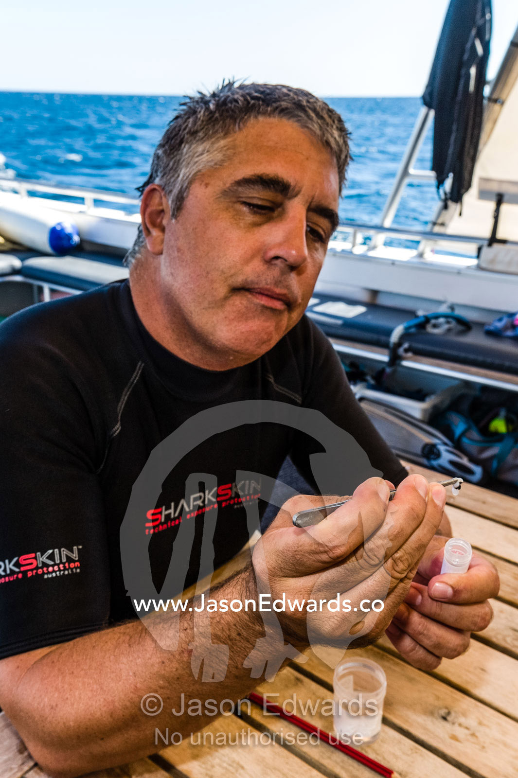 A marine biologist examines a DNA tissue sample from a Whale Shark. Exmouth, Ningaloo Reef, Ningaloo Marine Park, Western Australia, Australia.