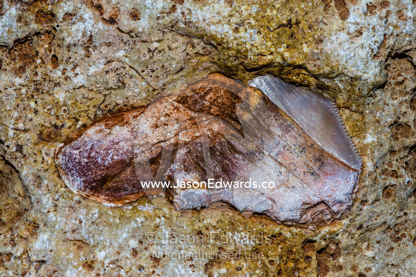 A fossilized tooth from an extinct Megalodon shark in a limestone cliff. Cape Range National Park, Exmouth, Ningaloo Reef, Western Australia, Australia.