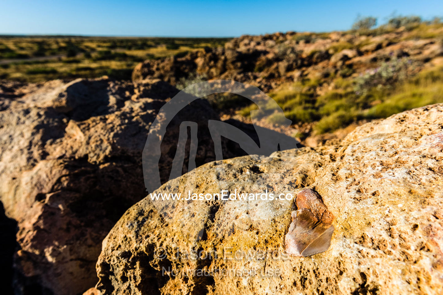 A fossilized tooth from an extinct Megalodon shark in a limestone cliff. Cape Range National Park, Exmouth, Ningaloo Reef, Western Australia, Australia.