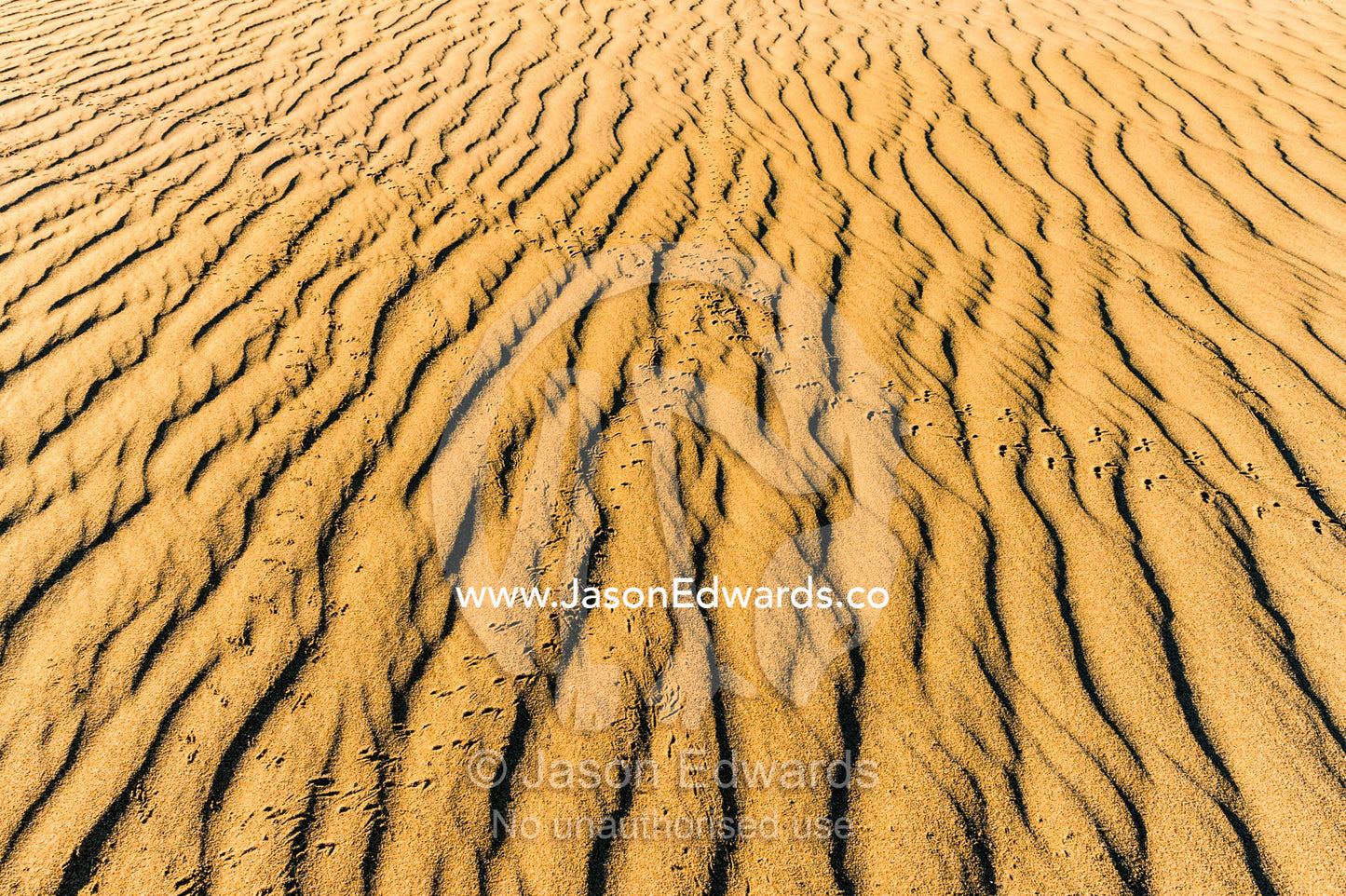 Reptile and birds footprints cross the rippled surface of a sand dune. Cape Range National Park, Exmouth, Ningaloo Reef, Western Australia, Australia.