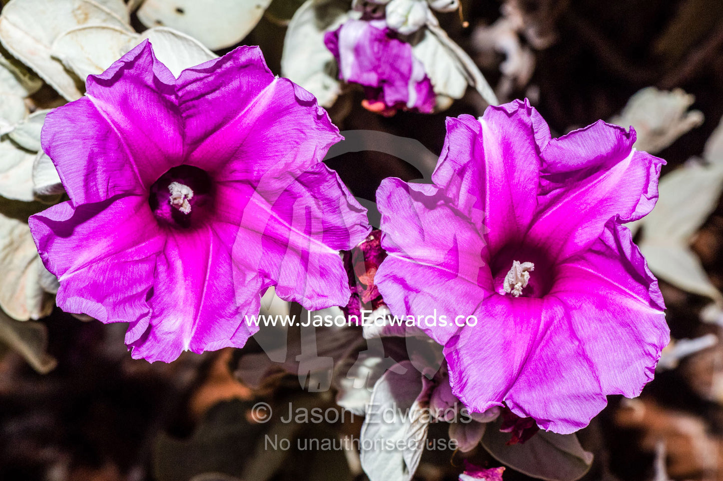 The bright purple flowers of a Flannel Bush in an arid rocky desert. Cape Range National Park, Exmouth, Ningaloo Reef, Western Australia, Australia.