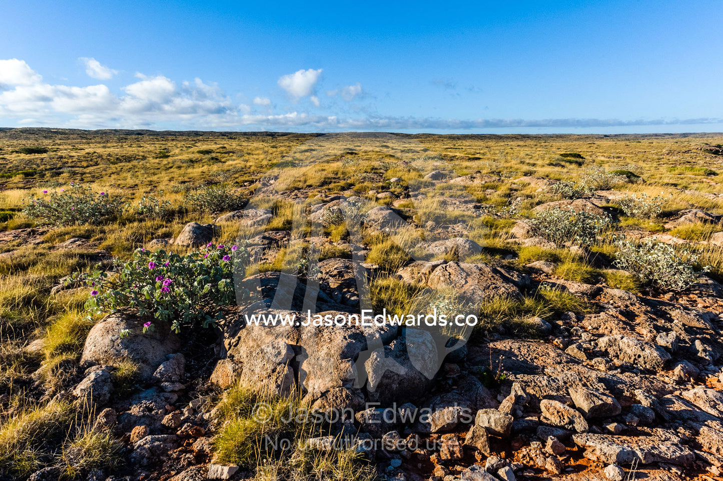 An ancient eroded limestone reef covered in desert Spinifex grass. Cape Range National Park, Exmouth, Ningaloo Reef, Western Australia, Australia.