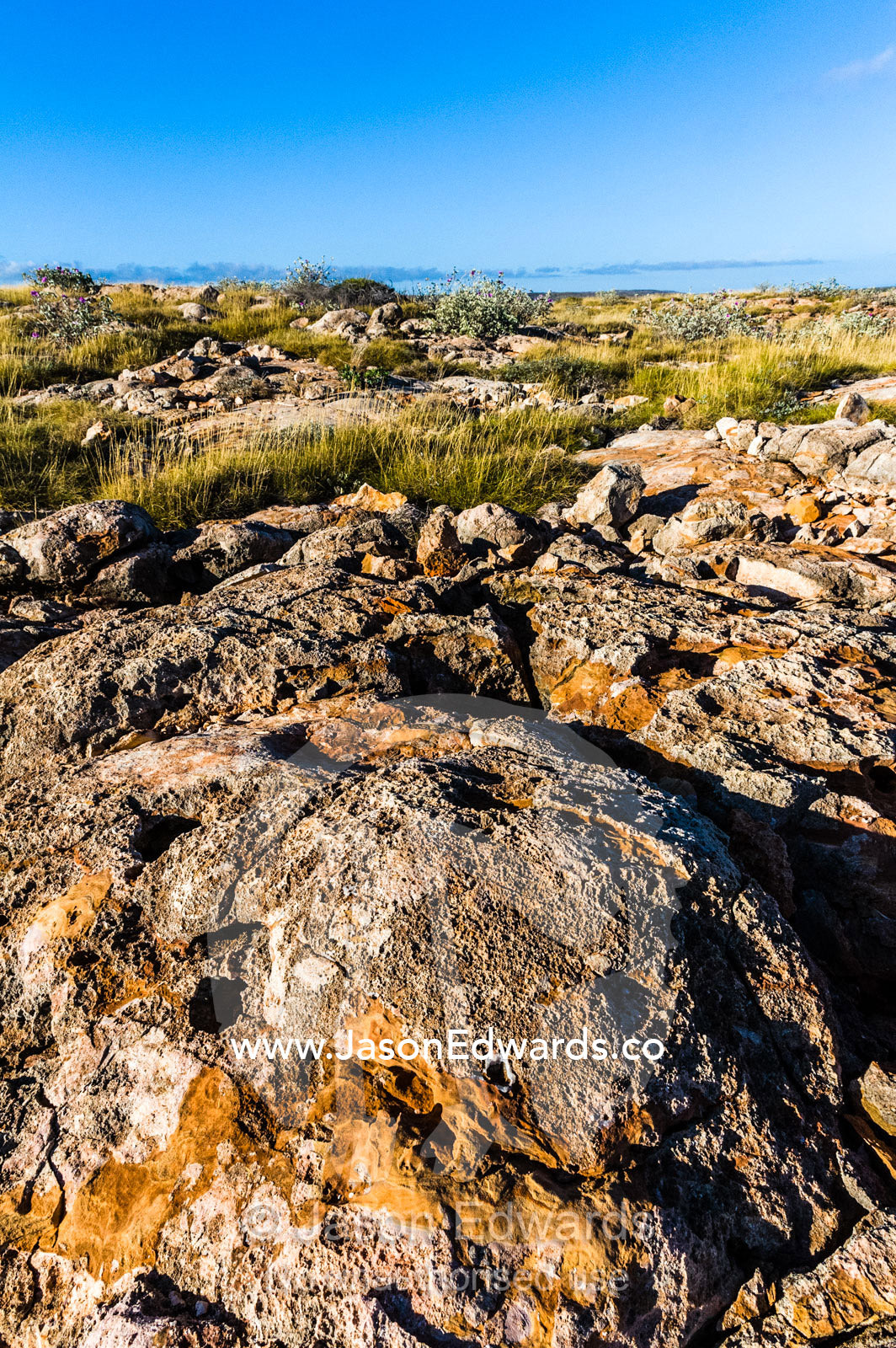 An ancient eroded limestone reef covered in desert Spinifex grass. Cape Range National Park, Exmouth, Ningaloo Reef, Western Australia, Australia.