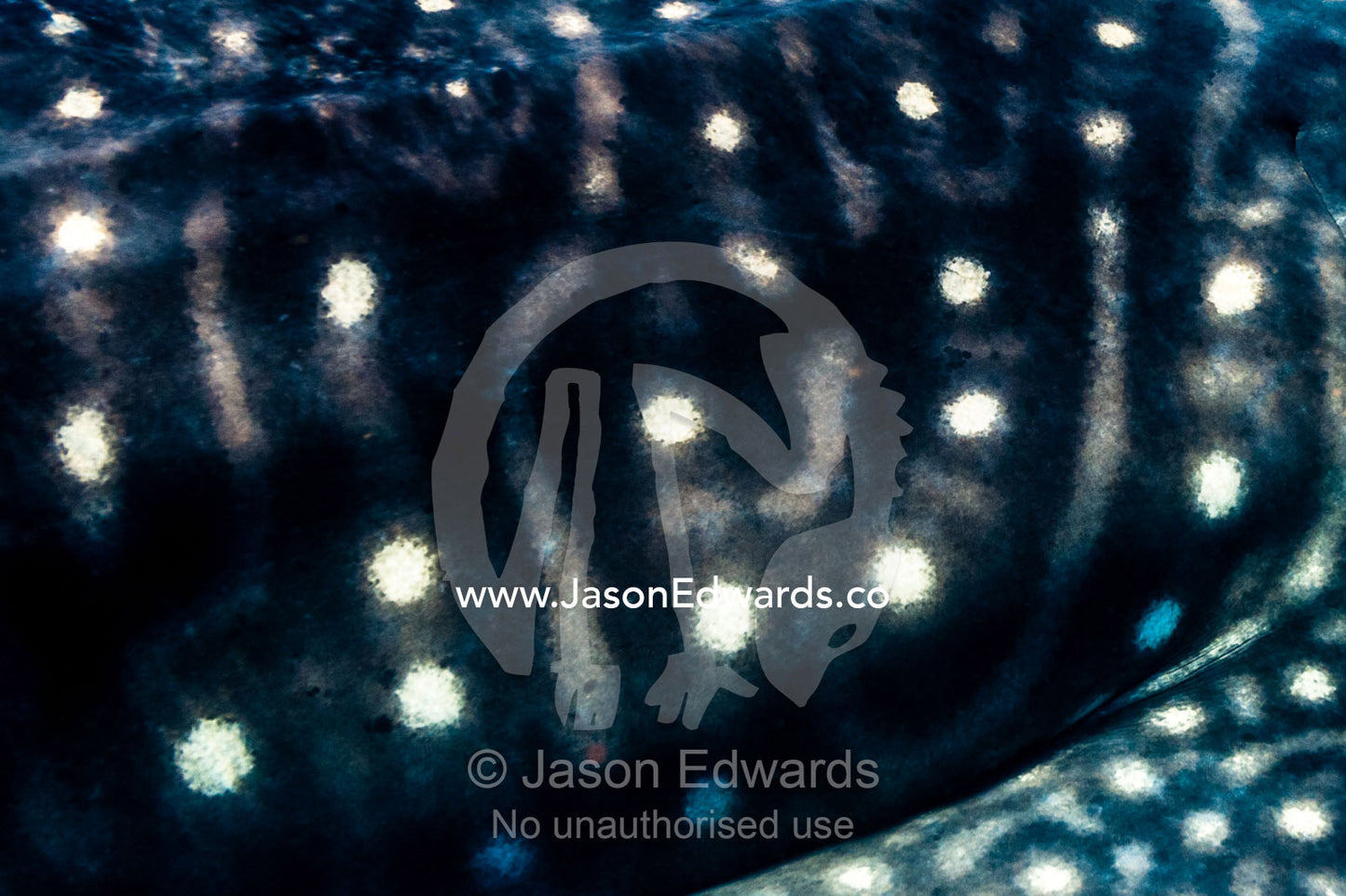 The spots and mosaic line markings on the skin of a Whale Shark. Exmouth, Ningaloo Reef, Ningaloo Marine Park, Western Australia, Australia.