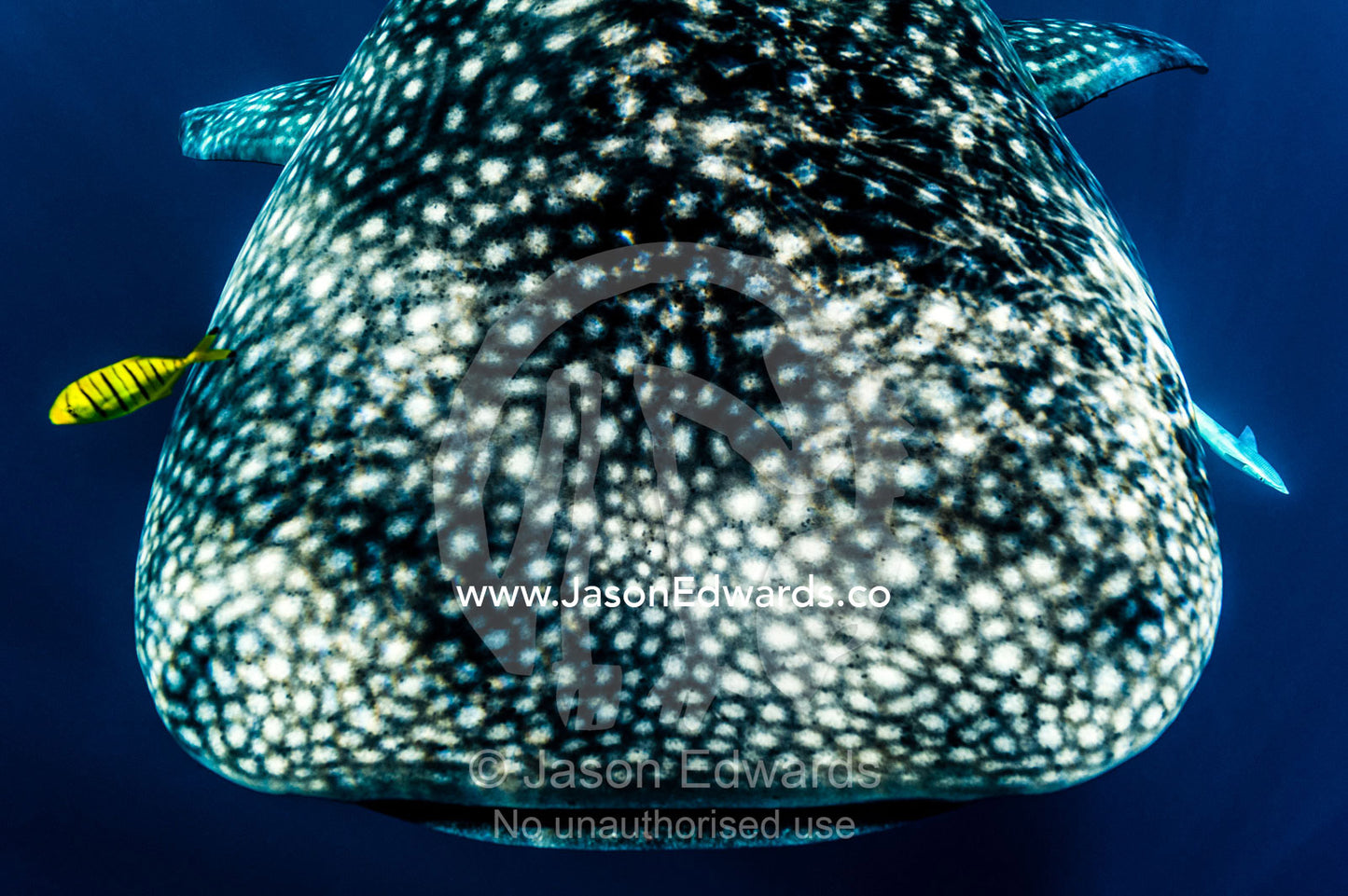 A juvenile Golden Trevally swims ahead of a feeding Whale Shark. Exmouth, Ningaloo Reef, Ningaloo Marine Park, Western Australia, Australia.
