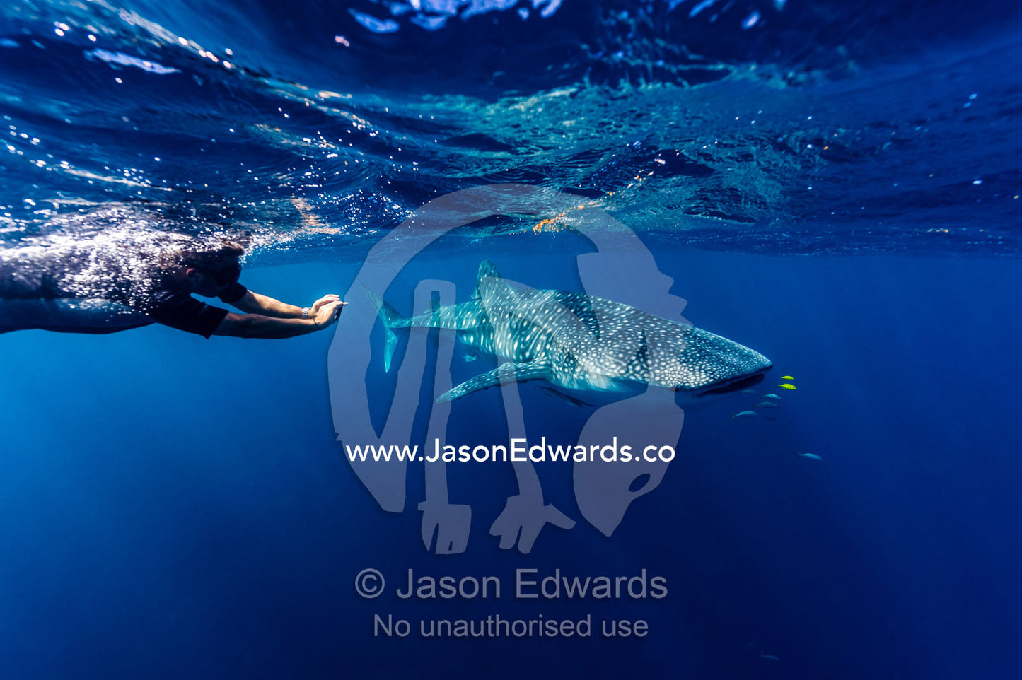 A scientist photographs Whale Shark skin markings for research. Exmouth, Ningaloo Reef, Ningaloo Marine Park, Western Australia, Australia.