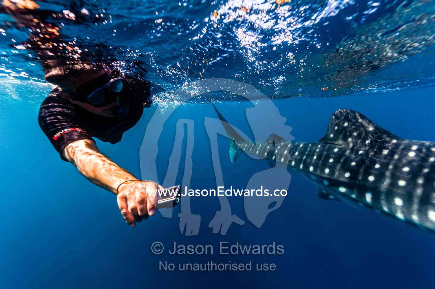 A scientist photographs Whale Shark skin markings for research. Exmouth, Ningaloo Reef, Ningaloo Marine Park, Western Australia, Australia.