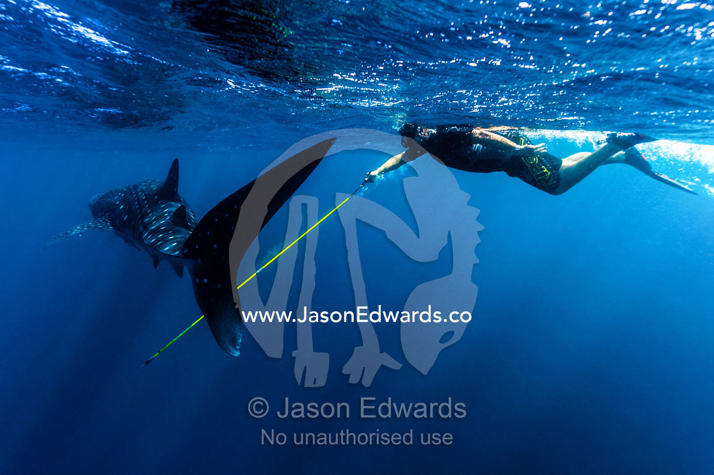 A scientist uses a harpoon to collect a Whale Shark DNA tissue sample. Exmouth, Ningaloo Reef, Ningaloo Marine Park, Western Australia, Australia.