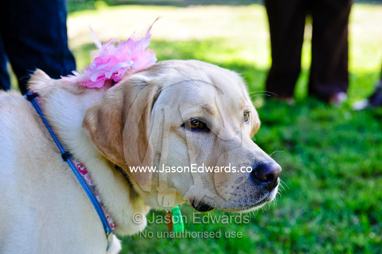 A pet labrador dressed in a pink flower bouquet for a country wedding. Alexandra, Victoria, Australia.