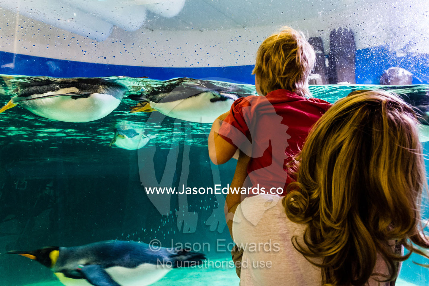 A mother lifts her son to watch King Penguins swimming in an aquarium. Melbourne, Victoria, Australia.