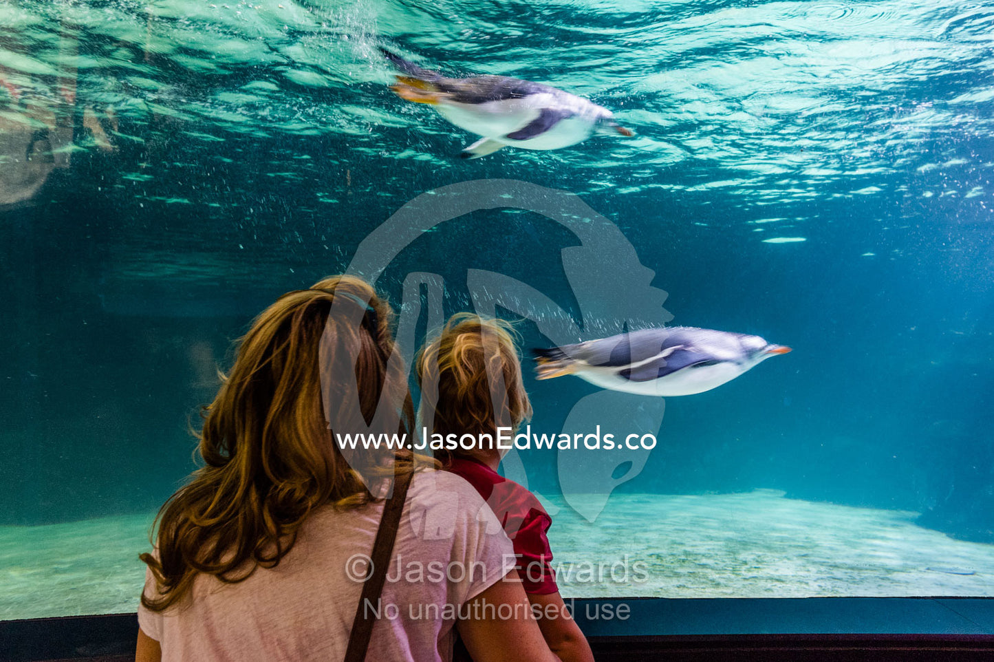 A mother and son watch Gentoo Penguins swimming in an aquarium. Melbourne, Victoria, Australia.