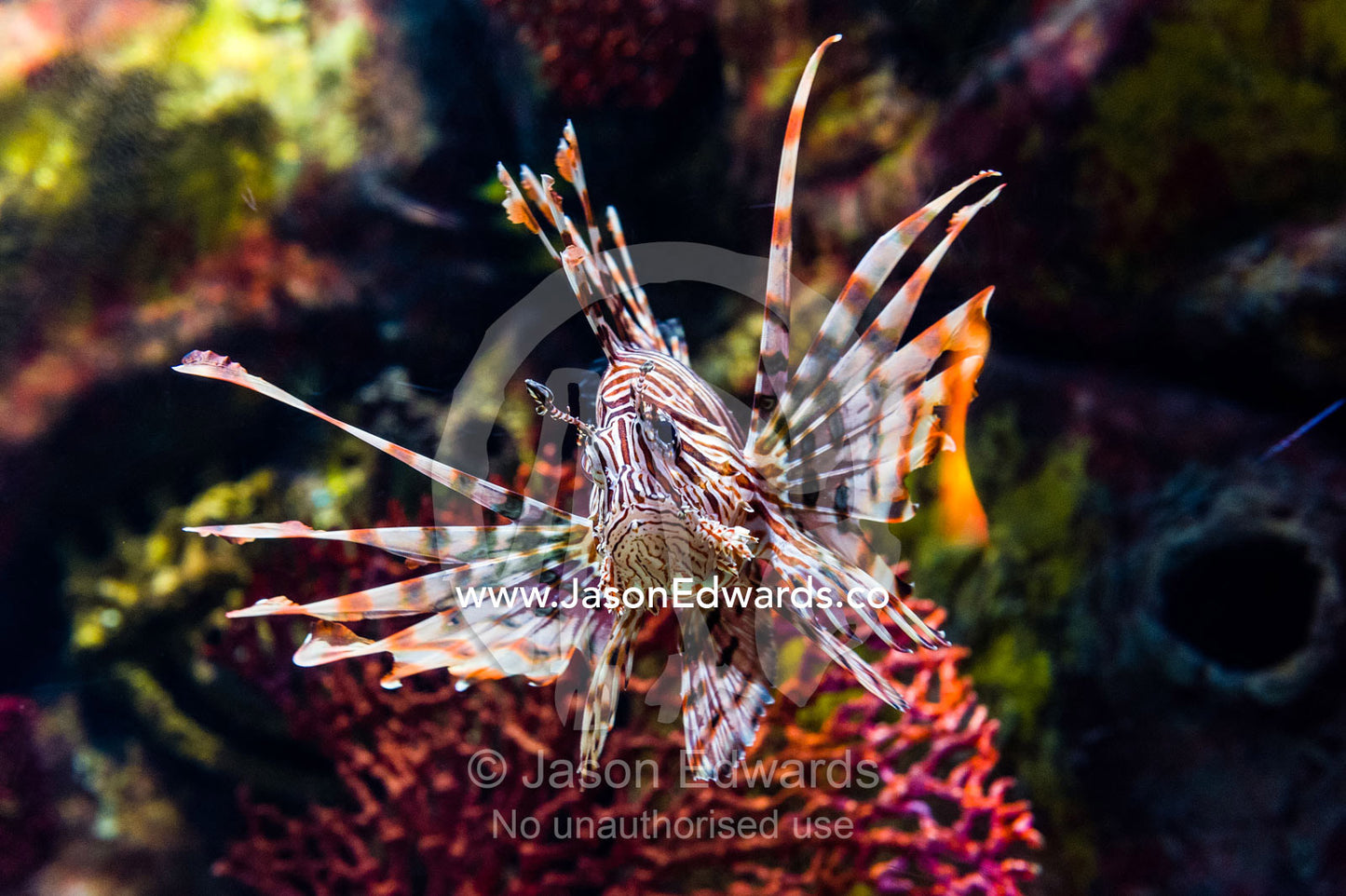 A Red Lion Fish displaying it's fins and venomous spines. Melbourne, Victoria, Australia.