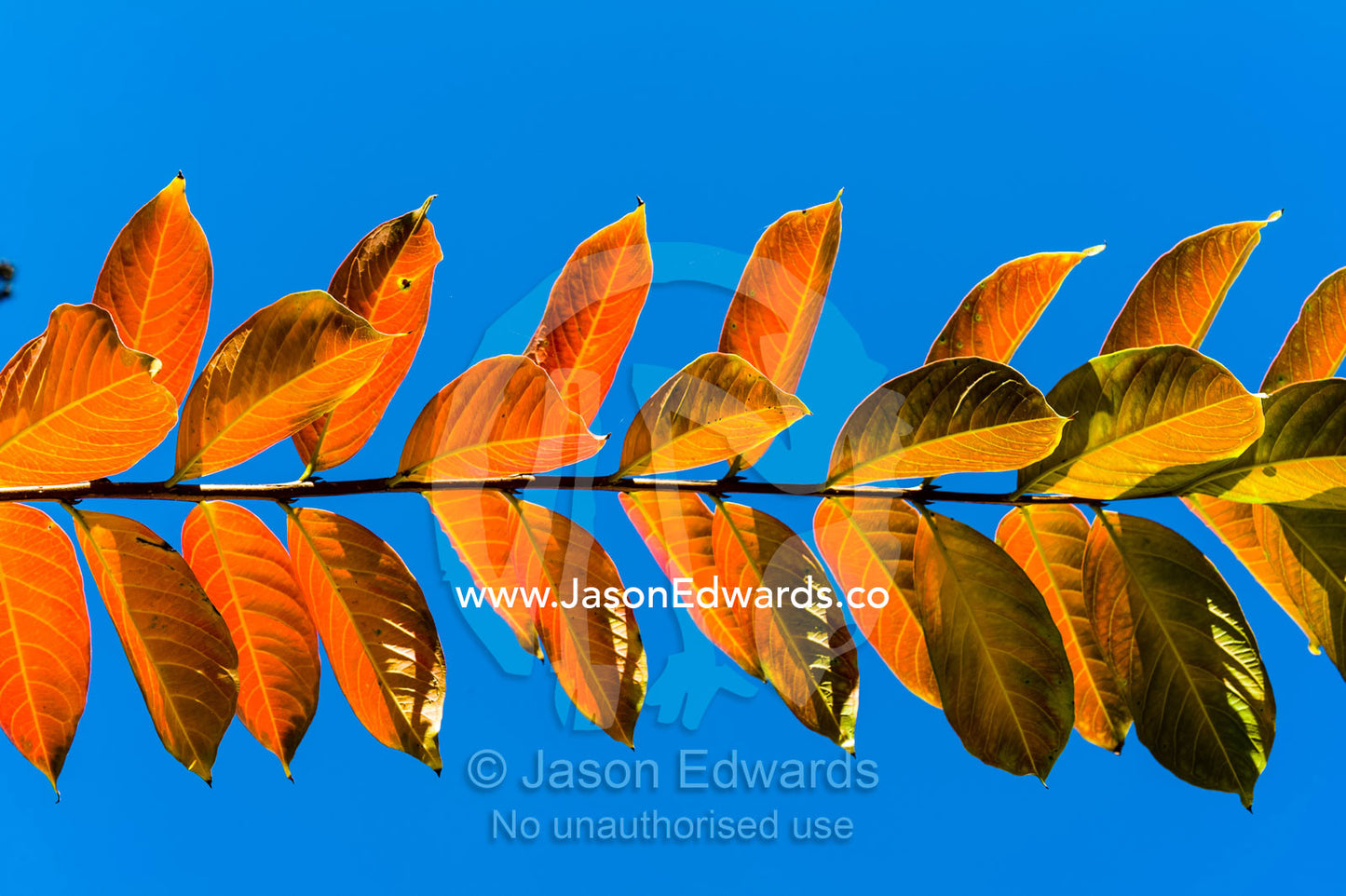 Backlit deciduous leaves against a clear blue Autumn sky. The Sydney Mint, Sydney, New South Wales, Australia.