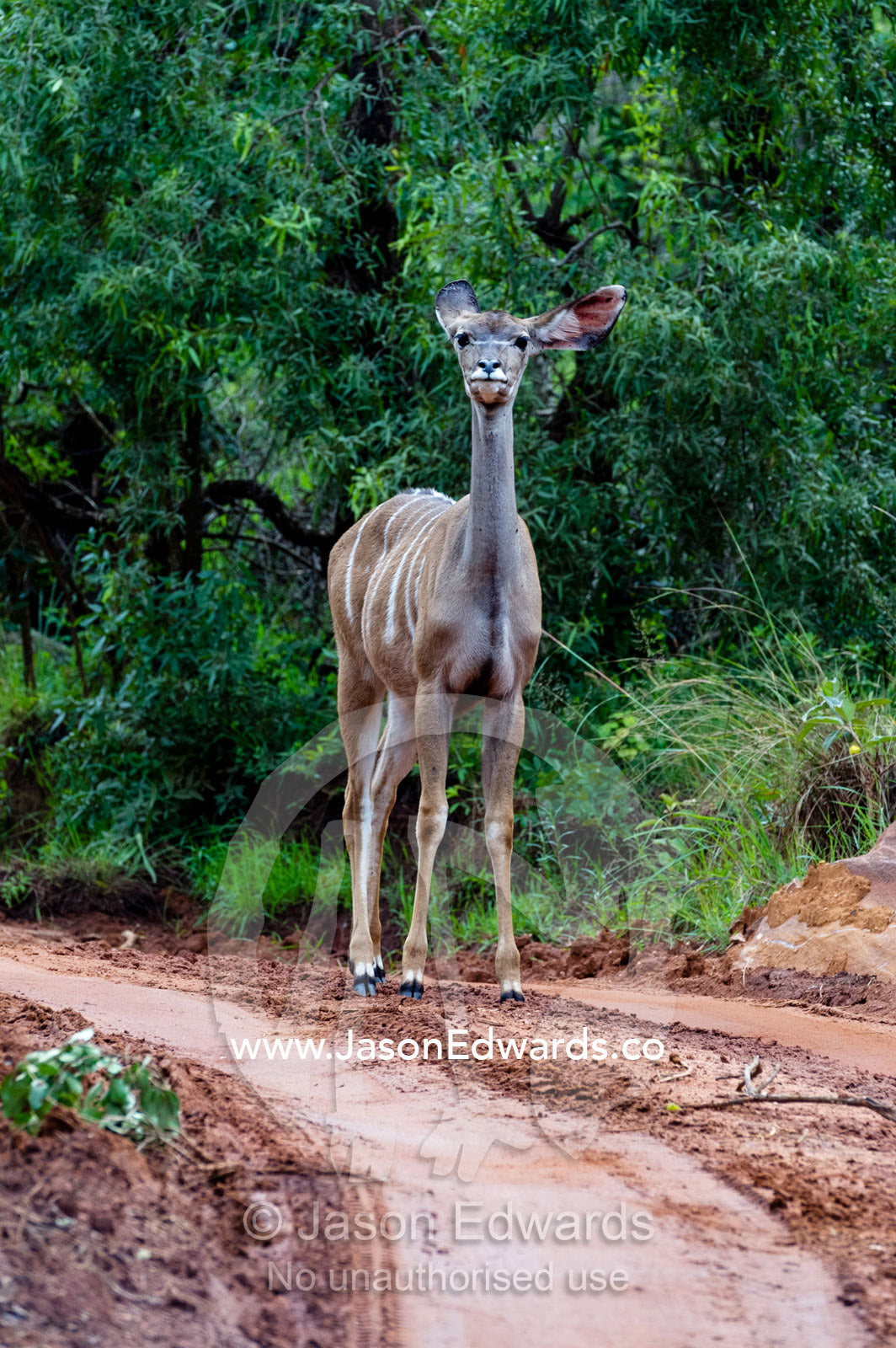 An alert female Greater Kudu pauses on a sandy forest track listening. Waterberg Mountains, Entabeni Game Reserve, Limpopo Province, South Africa.