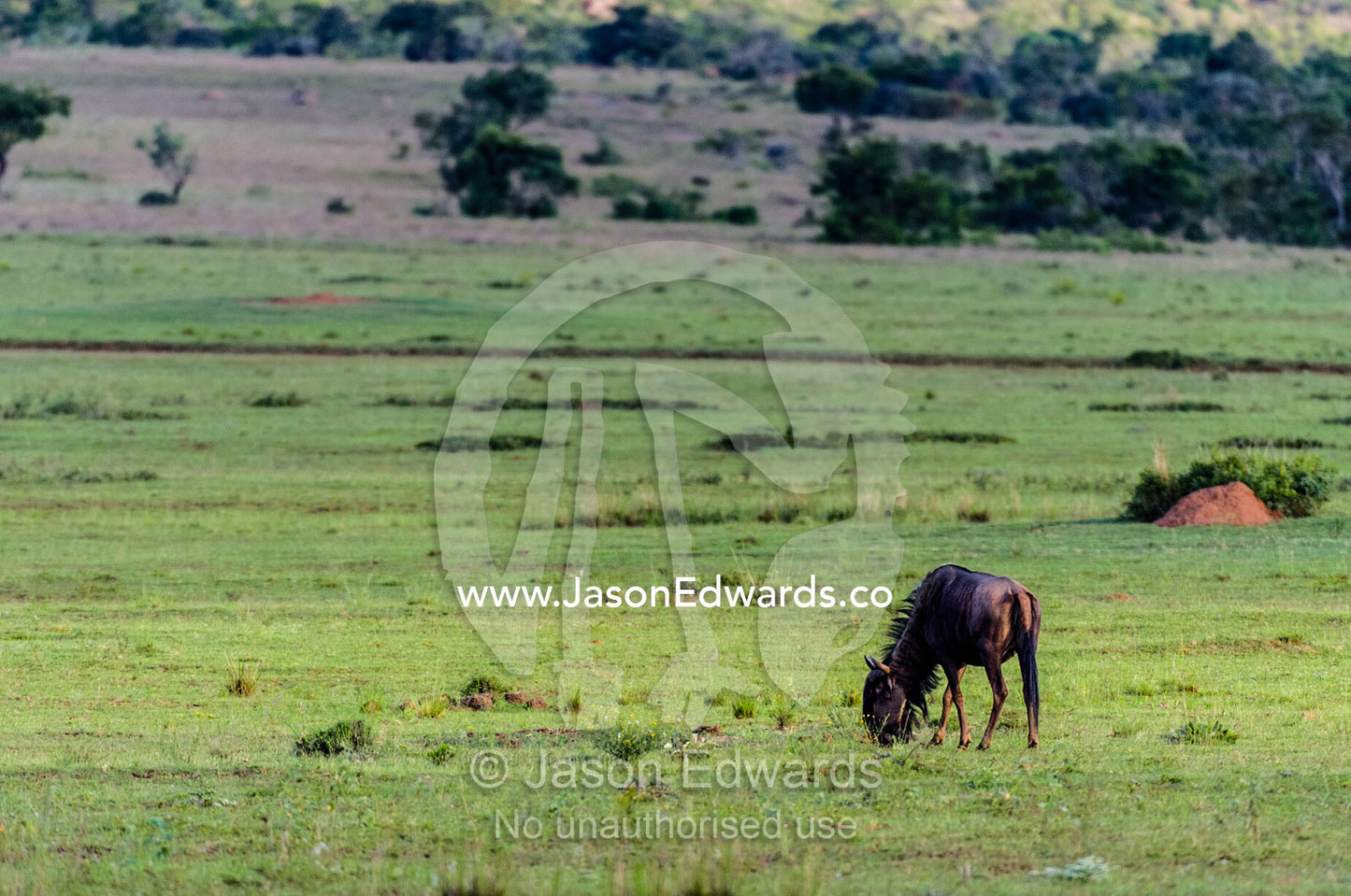 A solitary Blue Wildebeest grazing on a wide savannah plain. Waterberg Mountains, Entabeni Game Reserve, Limpopo Province, South Africa.