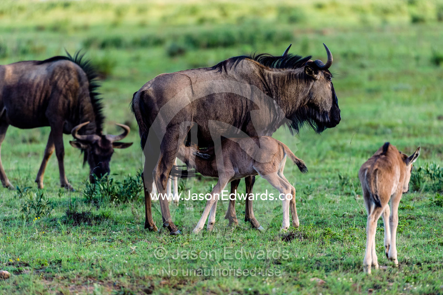 A blue wildebeest calf suckles milk from its mother on the plain. Waterberg Mountains, Entabeni Game Reserve, Limpopo Province, South Africa.