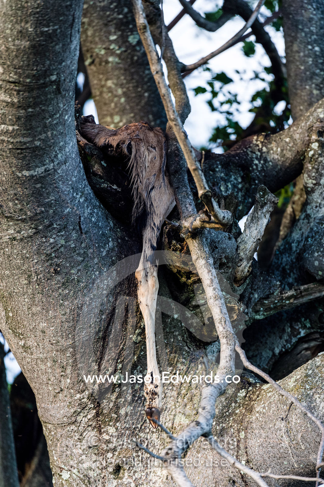 A leopard dragged the remains of an antelope kill into a tree fork. Waterberg Mountains, Entabeni Game Reserve, Limpopo Province, South Africa.