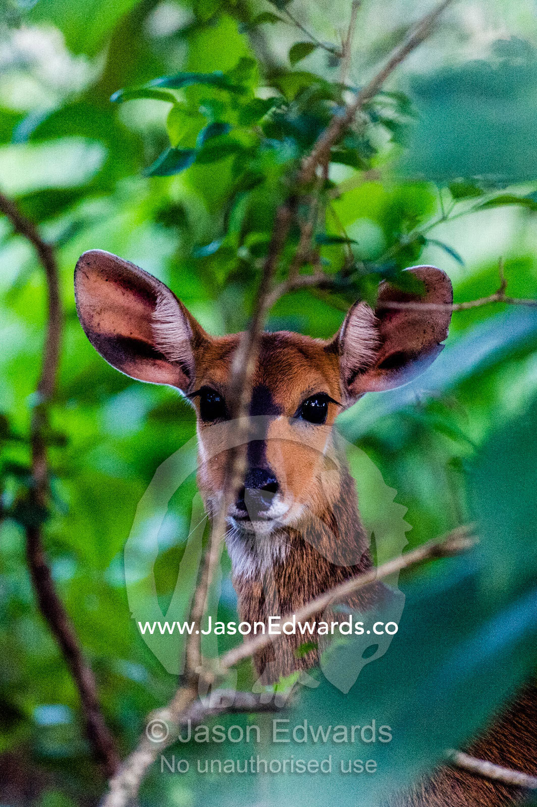 A Bushbuck peers through the under-storey foliage of a dense forest. Waterberg Mountains, Entabeni Game Reserve, Limpopo Province, South Africa.