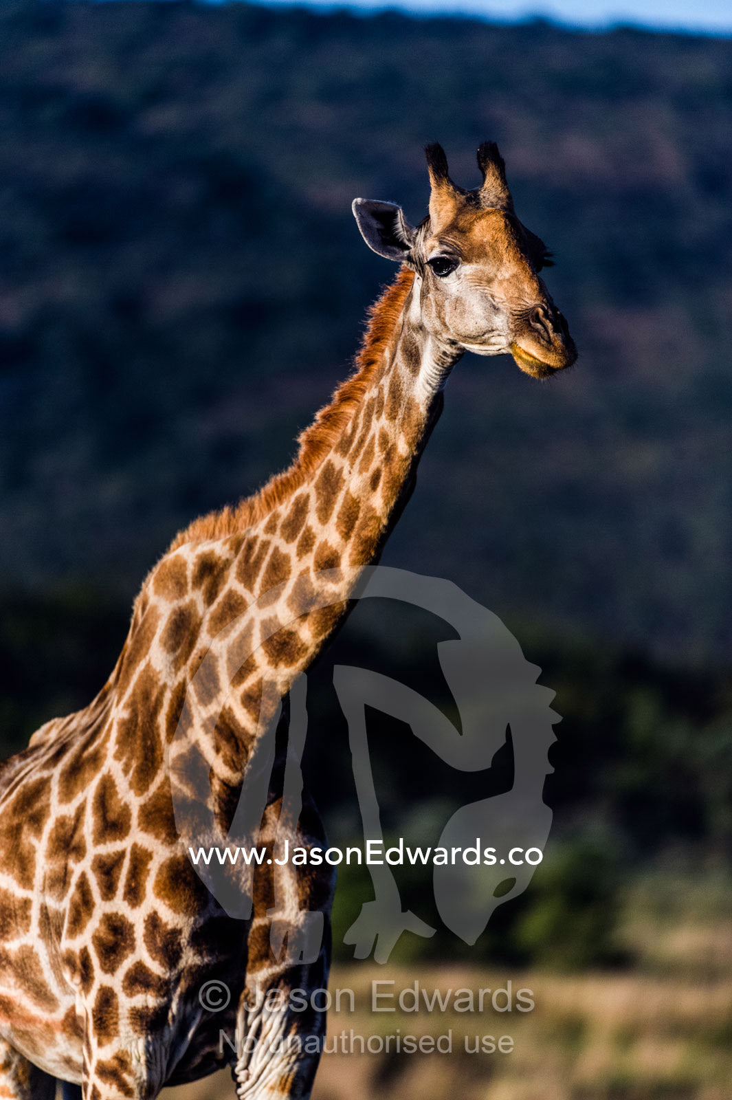 A South African Giraffe moving across a valley floor at dawn. Waterberg Mountains, Entabeni Game Reserve, Limpopo Province, South Africa.