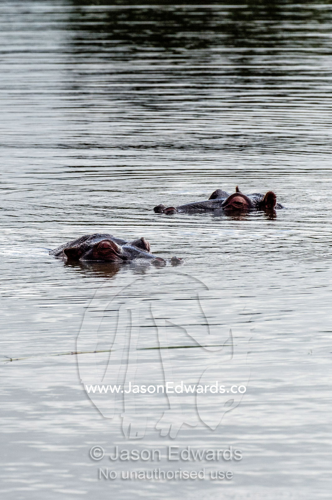 A pair of Nile Hippopotamus floating in a waterhole to stay cool. Waterberg Mountains, Entabeni Game Reserve, Limpopo Province, South Africa.