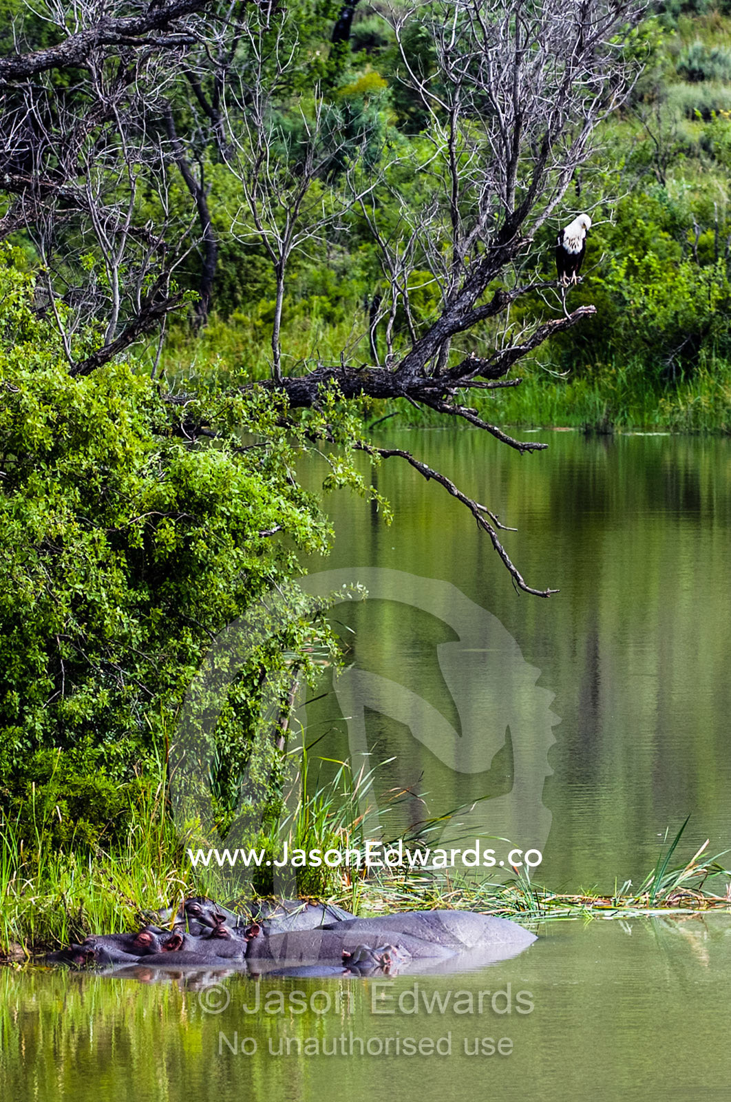 An African Fish Eagle searches for prey above a pod of Hippopotamus. Waterberg Mountains, Entabeni Game Reserve, Limpopo Province, South Africa.