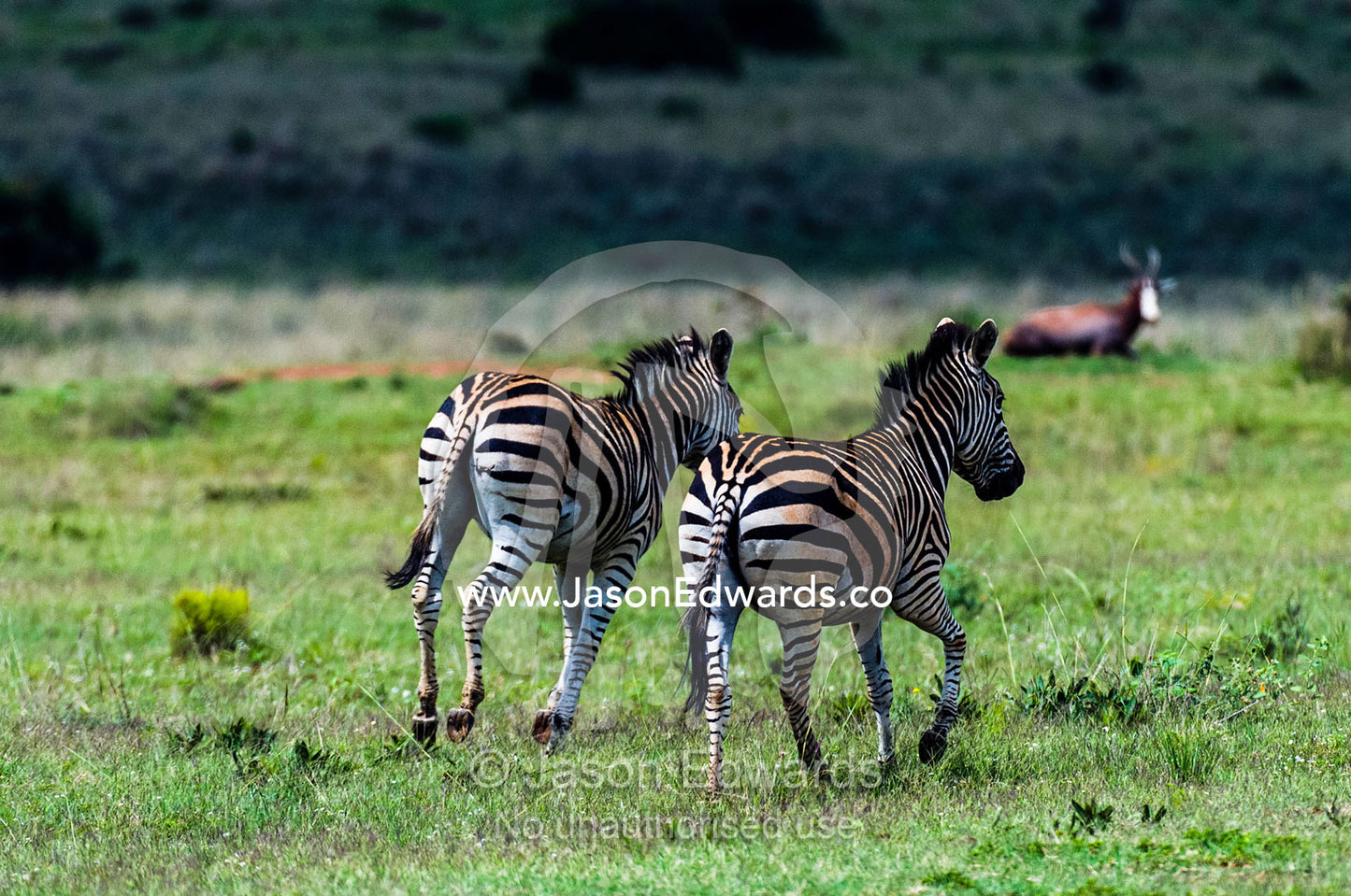 A pair of Burchell's Zebras gallop across a savannah plain. Waterberg Mountains, Entabeni Game Reserve, Limpopo Province, South Africa.