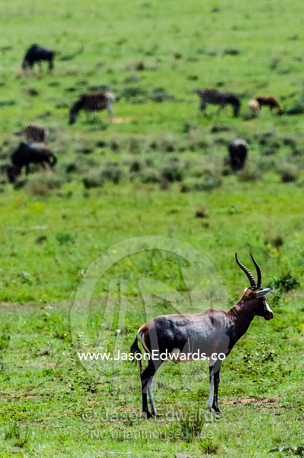 An alert Bontebok surveys the savannah plain for predators. Waterberg Mountains, Entabeni Game Reserve, Limpopo Province, South Africa.