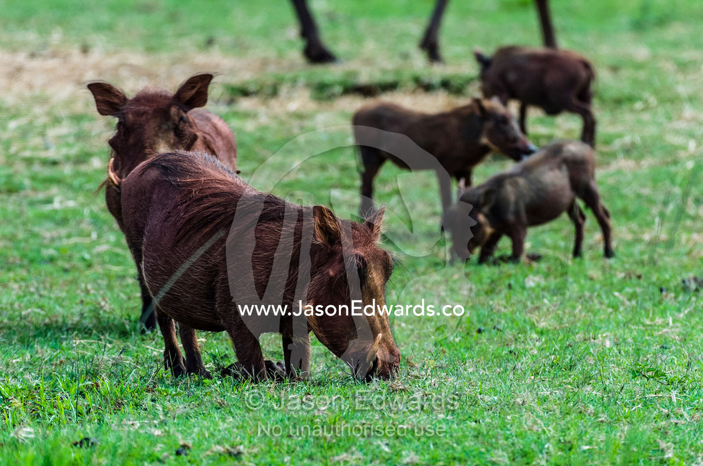 A Warthog family grazing on the short grass savannah plain. Waterberg Mountains, Entabeni Game Reserve, Limpopo Province, South Africa.