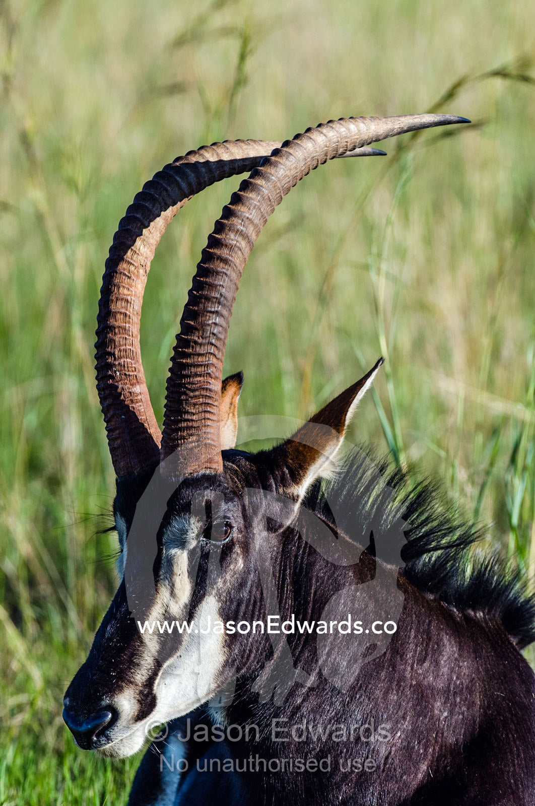 The impressive scimitar horns of Sable Antelope resting in tall grass. Waterberg Mountains, Entabeni Game Reserve, Limpopo Province, South Africa.