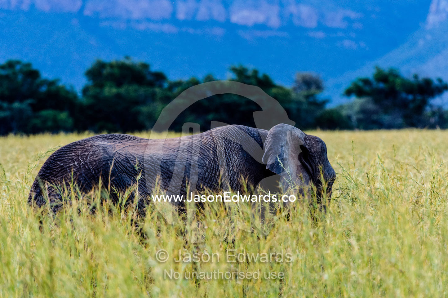 An African Elephant feeding on a plain of tall spear grass. Waterberg Mountains, Entabeni Game Reserve, Limpopo Province, South Africa.