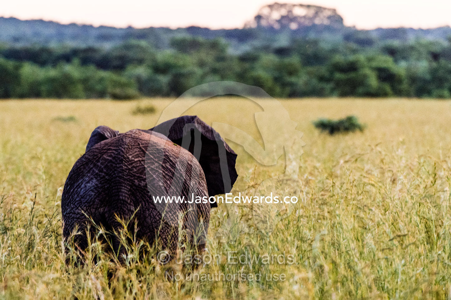 The wrinkled hide of an African Elephant on a plain of spear grass. Waterberg Mountains, Entabeni Game Reserve, Limpopo Province, South Africa.