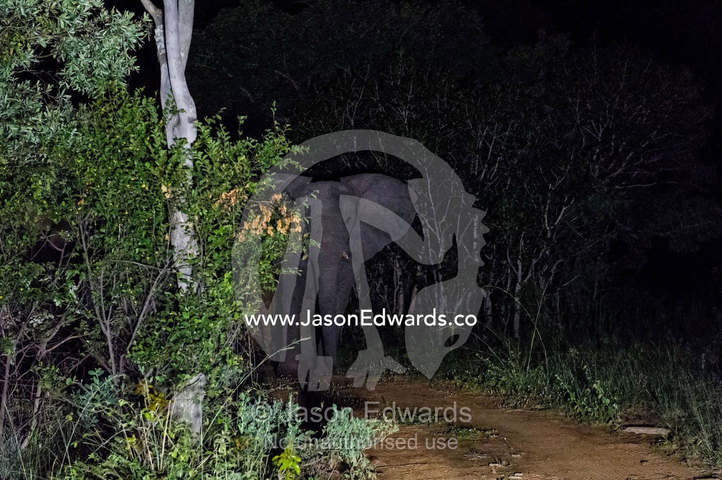 An African Elephant stands in a floodlight on a forest trail at night. Waterberg Mountains, Entabeni Game Reserve, Limpopo Province, South Africa.