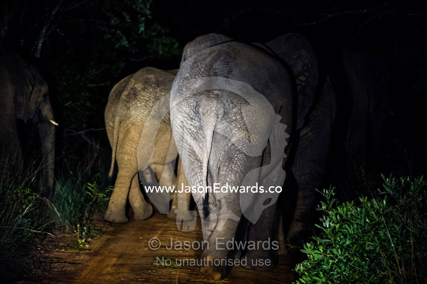 A herd of African Elephants walk across a forest trail at night. Waterberg Mountains, Entabeni Game Reserve, Limpopo Province, South Africa.
